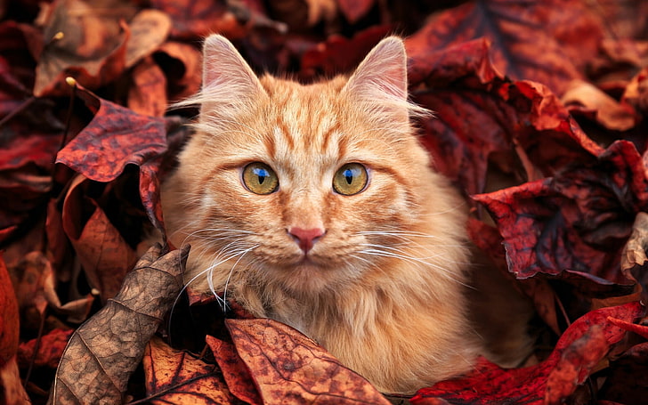 осень, кот, яркие цвета, листва, сюрприз, мяу, HD обои