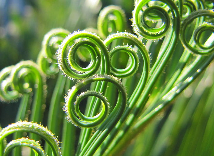 микро фотография на зеленолистно растение, микро, фотография, зелено, растение, Canon PowerShot SX20 IS, палма, боке, мисия Viejo, езеро, зелен цвят, природа, листа, HD тапет