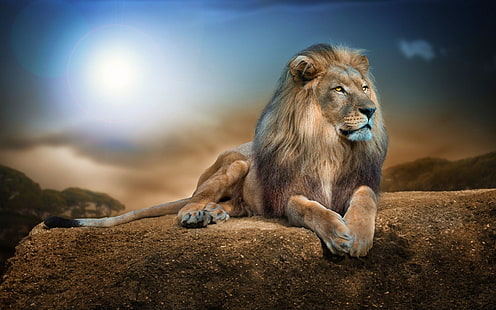 lion  background desktop, HD wallpaper HD wallpaper