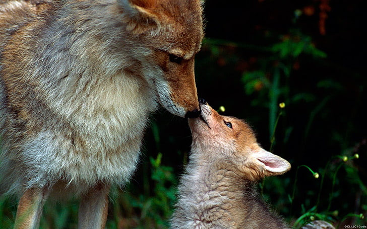 brown fox, fox, couple, baby, care, HD wallpaper