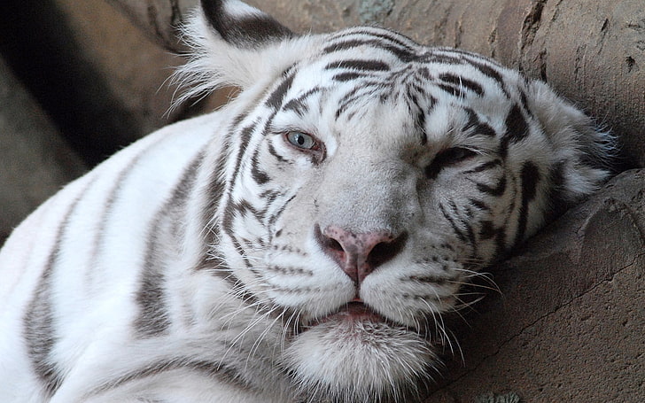 albino tiger, tiger, face, albino, weary, HD wallpaper
