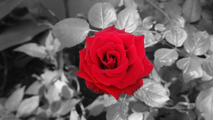 красная роза, любовь, роза, цветы, цветы, избирательная окраска, HD обои