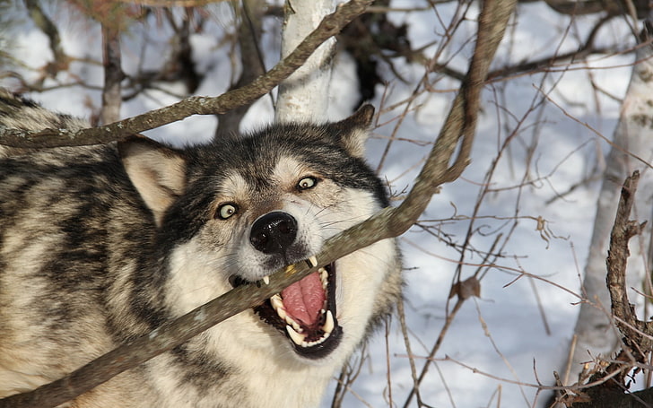 wolf, branch, teeth, dog, predator, HD wallpaper