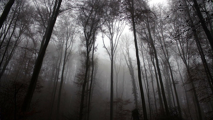 forest, dark, frightening, trees, fearful, twilight, misty, HD wallpaper