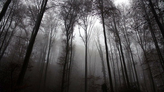 лес, темно, страшно, деревья, страшно, сумерки, туман, HD обои HD wallpaper