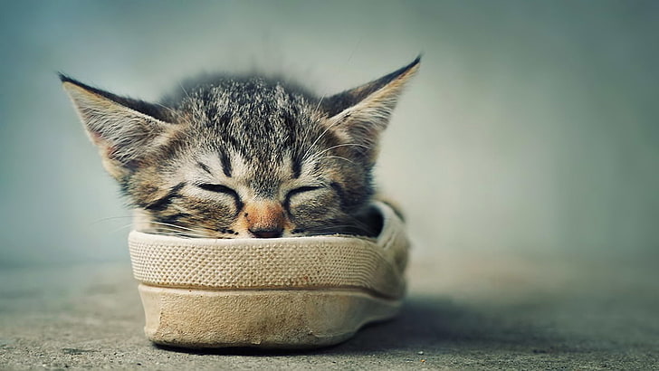 brown tabby kitten, kitty, stay, shoes, sleeping, antennae, ears, HD wallpaper
