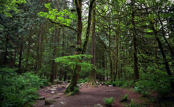 밴쿠버에서 숲, 녹색 잎 식물, 자연, 숲, 우즈, 밴쿠버, HD 배경 화면