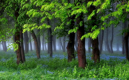 природа, пейзаж, пролет, гора, трева, диви цветя, мъгла, дървета, зелено, сутрин, храсти, HD тапет HD wallpaper