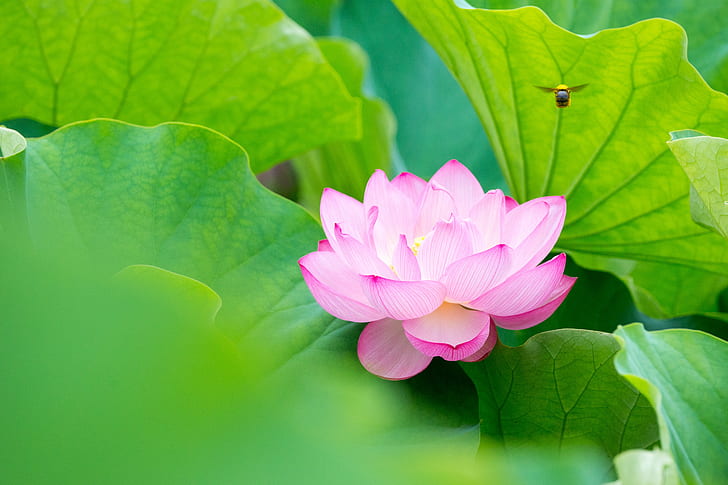selective focus photography of pink Lotus flower, Visitor, selective focus, photography, pink, Lotus flower, Sankeien, Garden, Yokohama, lotus  flower, 蓮, 日本, Sony  α99, DSLR, A-mount, SAL70300G, F4.5, SSM, SLT-A99V, nature, lotus Water Lily, water Lily, plant, petal, pink Color, flower Head, leaf, pond, flower, summer, botany, beauty In Nature, HD wallpaper