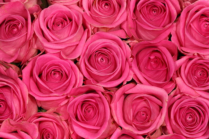 closeup photo of pink roses, Rosy, closeup, photo, pink, roses, Taiwan, Taipei, Canon EOS 5D Mark II, Canon  EOS  5D, Canon EF, f/2, Macro, USM, Twin, Lite, MT, pattern, gear, me, premium, bronze, rose - Flower, petal, backgrounds, flower, nature, red, bouquet, love, romance, plant, HD wallpaper
