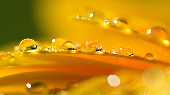foto close-up embun air, bunga, makro, alam, tetesan air, tanaman, Wallpaper HD HD wallpaper
