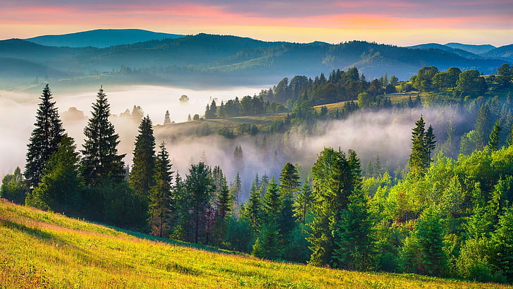 gräs, natur, landskap, träd, dimma, fält, berg, sommar, soluppgång, Karpaterna, Ukraina, HD tapet