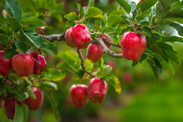 liście, gałęzie, drzewo, jabłka, żywność, ogród, żniwa, czerwony, owoc, zielone tło, soczysty, dojrzały, płynny, Tapety HD