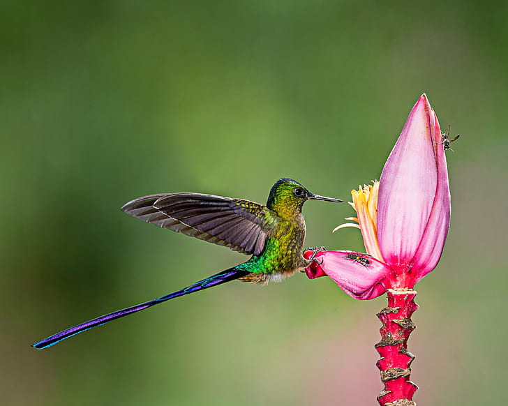 green and purple hummingbird perched on pink flower, Bird, Bees, Banana Flower, green and purple, hummingbird, pink, Violet-tailed Sylph, Lens, Lodge, wildlife, animal, nature, hovering, iridescent, animal Wing, feather, flying, multi Colored, beak, HD wallpaper