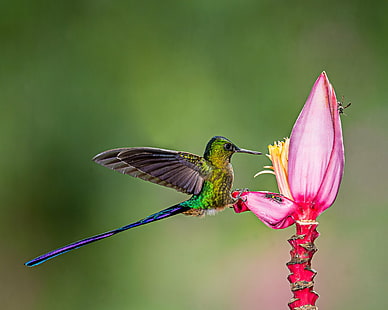 green and purple hummingbird perched on pink flower, Bird, Bees, Banana Flower, green and purple, hummingbird, pink, Violet-tailed Sylph, Lens, Lodge, wildlife, animal, nature, hovering, iridescent, animal Wing, feather, flying, multi Colored, beak, HD wallpaper HD wallpaper