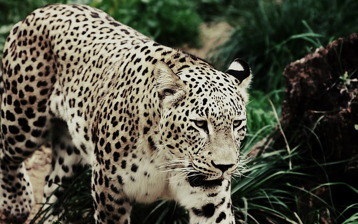 onça preta e marrom, leopardo, andando, grama, manchado, gato grande, HD papel de parede