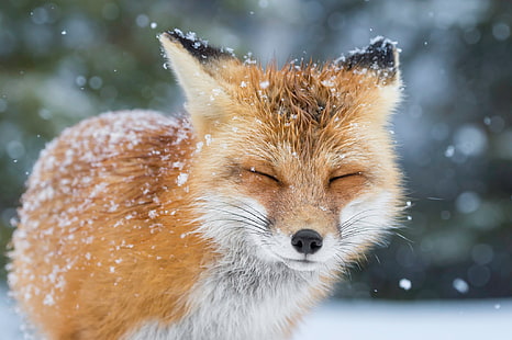 red fox, winter, snow, Fox, HD wallpaper HD wallpaper