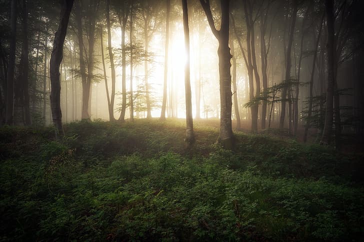 skog, ljus, dimma, morgon, HD tapet