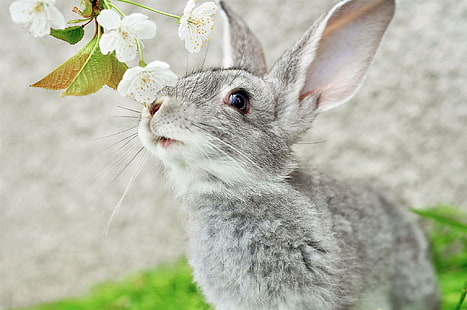 أرنب جميل ، أرانب ، أرانب ، حيوانات ، أزهار، خلفية HD HD wallpaper