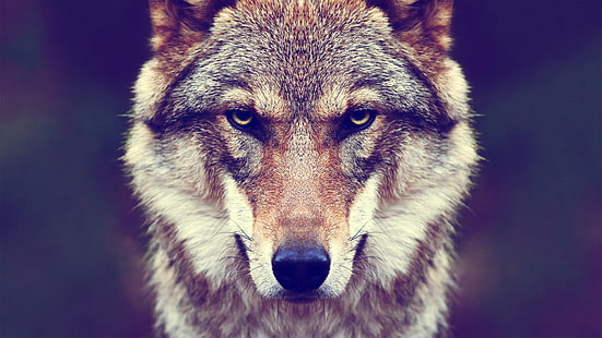 weißer und grauer wofl, tiere, fell, wolf, natur, HD-Hintergrundbild HD wallpaper
