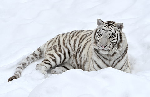 vit tiger, vit, snö, tiger, rovdjur, HD tapet HD wallpaper