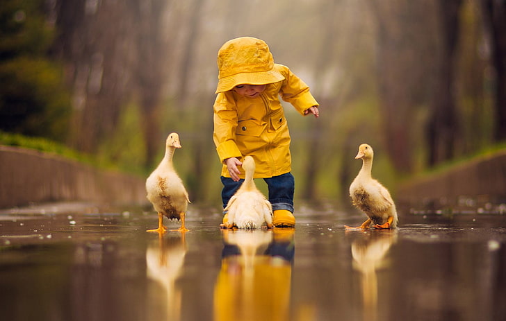 criança, pássaro, bonito, profundidade de campo, pato, reflexão, três patos brancos e capa de chuva amarela da criança, HD papel de parede