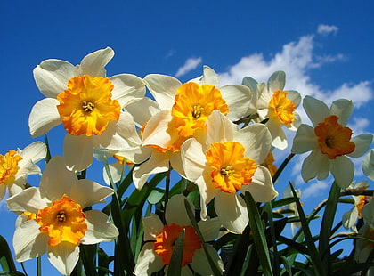 white and yellow daffodil flowers, daffodils, flowers, sky, spring, flowerbed, sunny, HD wallpaper HD wallpaper