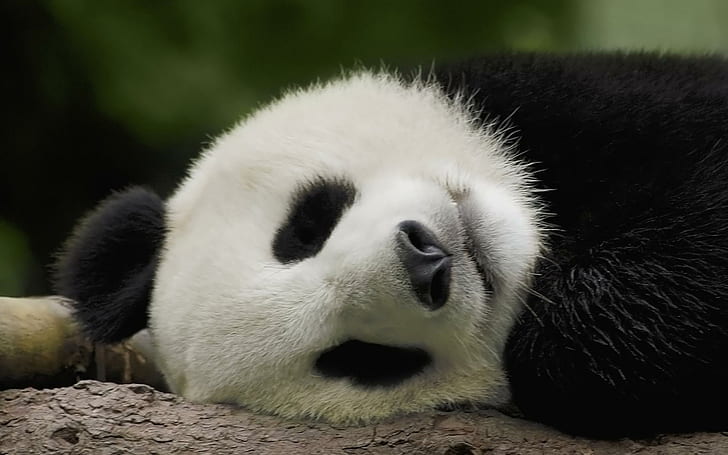 Sleeping Pa, china, panda, sleeping, bamboo, cute, bear, animals, HD wallpaper