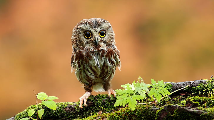 Owl, Branch, Moss, Animals, Owlet, Bird, brown owl, owl, branch, moss, animals, owlet, bird, HD wallpaper