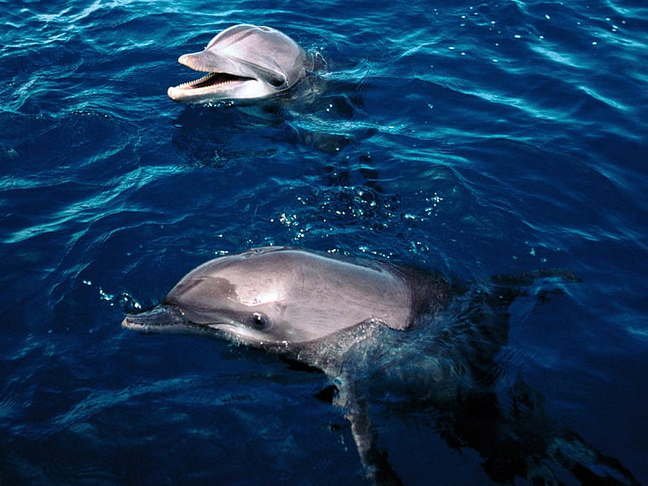 mare, sott'acqua, delfino, Sfondo HD