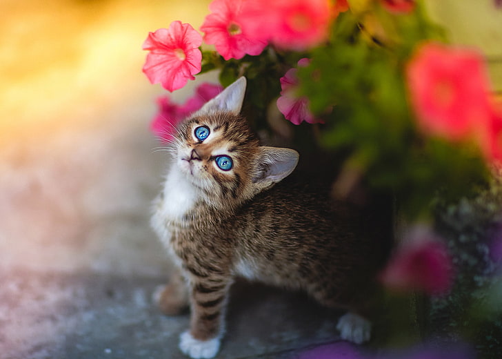 kittens, cat, animals, blue eyes, HD wallpaper