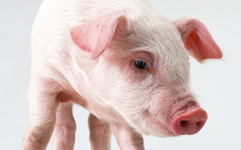 lechón rosado, cerdo, hocico, nariz, orejas, Fondo de pantalla HD HD wallpaper