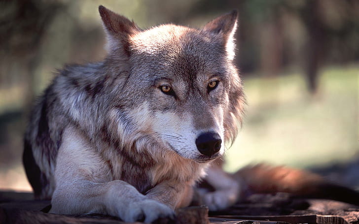 Wolf Resting, resting, nature, worlf, animal, yellow eyes, animals, HD wallpaper