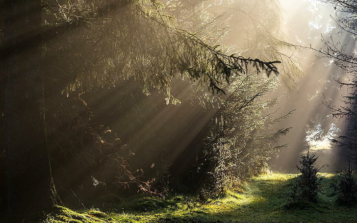 غابة الشمس المشرقة ، الغابة ، الطبيعة ، أشعة الشمس، خلفية HD