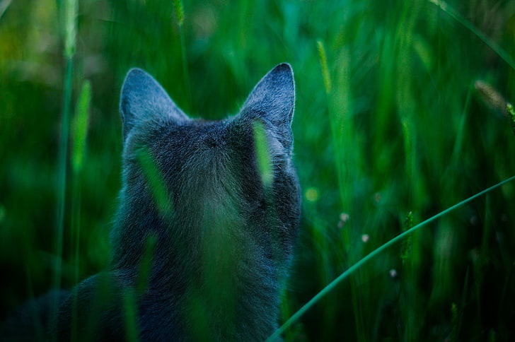 szary kot, kot, trawa, uszy, widok z tyłu, Tapety HD