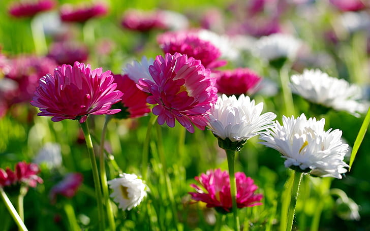 Bunga, musim panas, krisan putih dan merah muda, bidang bunga merah muda dan putih, Bunga, Musim panas, Putih, Merah muda, Krisan, Wallpaper HD