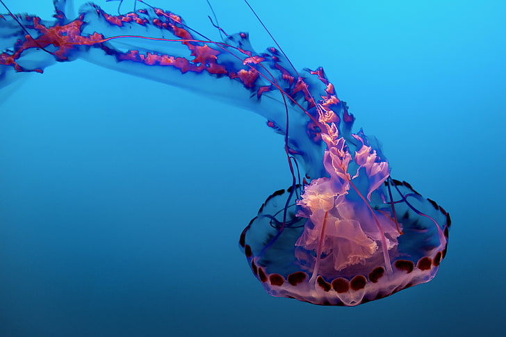 Premium AI Image  Glow in the dark jellyfish wallpaper