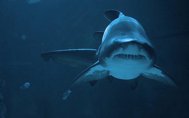 การตกแต่งปลาสีขาวและดำฉลามสัตว์, วอลล์เปเปอร์ HD