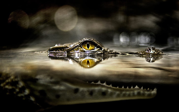 crocodile eye photo, split view, alligators, reptiles, water, bokeh, HD wallpaper