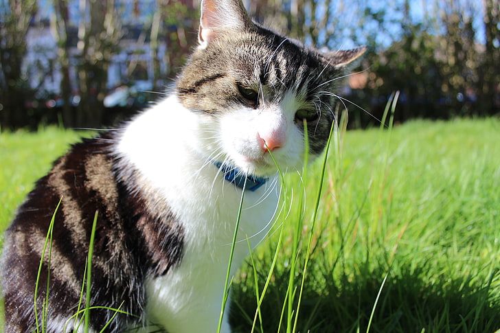 черно-бяла котка на тревата, животни, котка, HD тапет