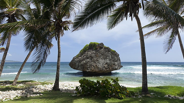 ocean, formacja skalna, Bathsheba, morze Karaibskie, Barbados, palmy, wakacje, Karaiby, Antyle, palma, grzybowa skała, plaża, Wybrzeże, woda, Wybrzeże, niebo, morze, drzewo, palma, kraje tropikalne, Tapety HD