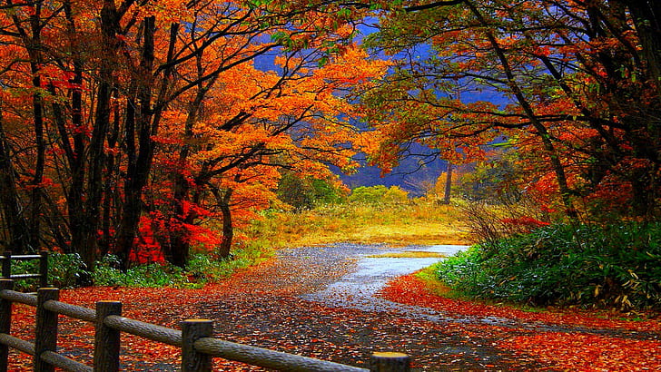 사진, 2560x1440, 숲가, 가을, 나무, 경로, HD 배경 화면