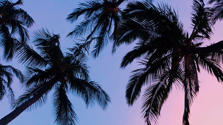 palmy, niebieski, różowy, niebo, zachód słońca, Tapety HD