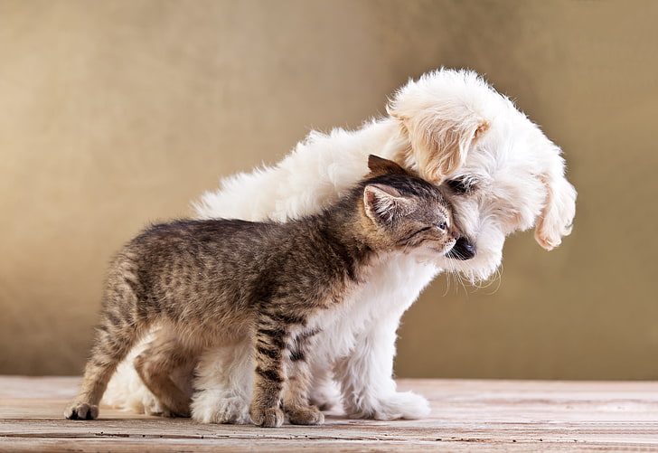 brown tabby kitten and white Maltese puppy, puppy, kitten, friends, animals, caring, tenderness, HD wallpaper