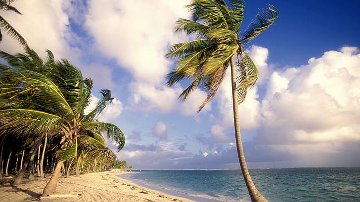 بونتا كانا ، جمهورية الدومينيكان ، شجرة جوز الهند على الرسم التوضيحي لشاطئ البحر ، بونتا كانا ، الطبيعة ، الشاطئ ، كاريبي ، الطبيعة والمناظر الطبيعية، خلفية HD