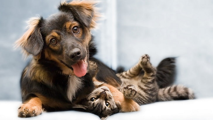 длинношерстный черно-подпалый пес и коричневый полосатый кот, животные, собака, кошка, HD обои