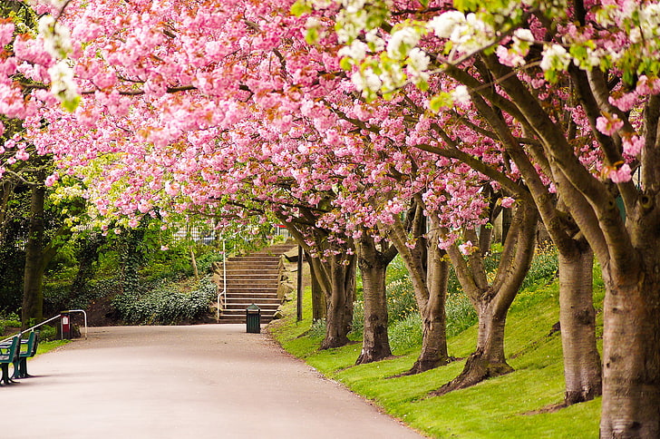 arbres de fleurs de cerisier rose, route, arbres, parc, Angleterre, printemps, Sakura, UK, étapes, ruelle, floraison, la Grande-Bretagne, Sheffield, Fond d'écran HD