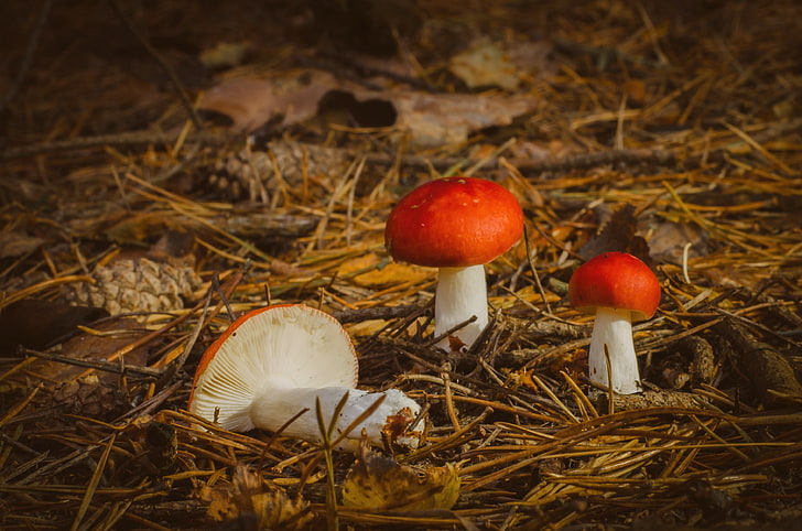 mushroom, HD wallpaper