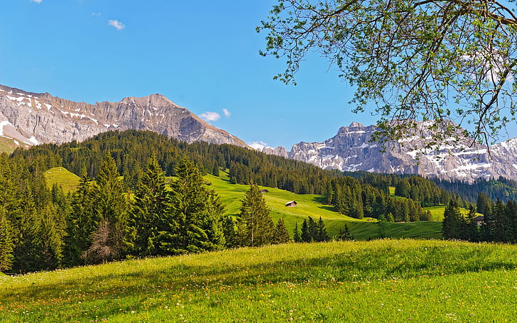 Schweiz landskap, berg, prärie, skog, träd, Schweiz, landskap, berg, prärie, skog, träd, HD tapet