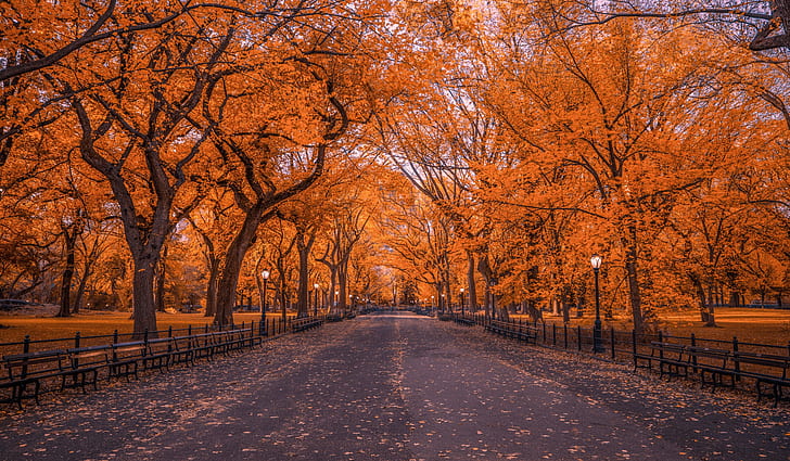 Buatan Manusia, Central Park, Musim Gugur, Dedaunan, New York, Park, Tree, Wallpaper HD